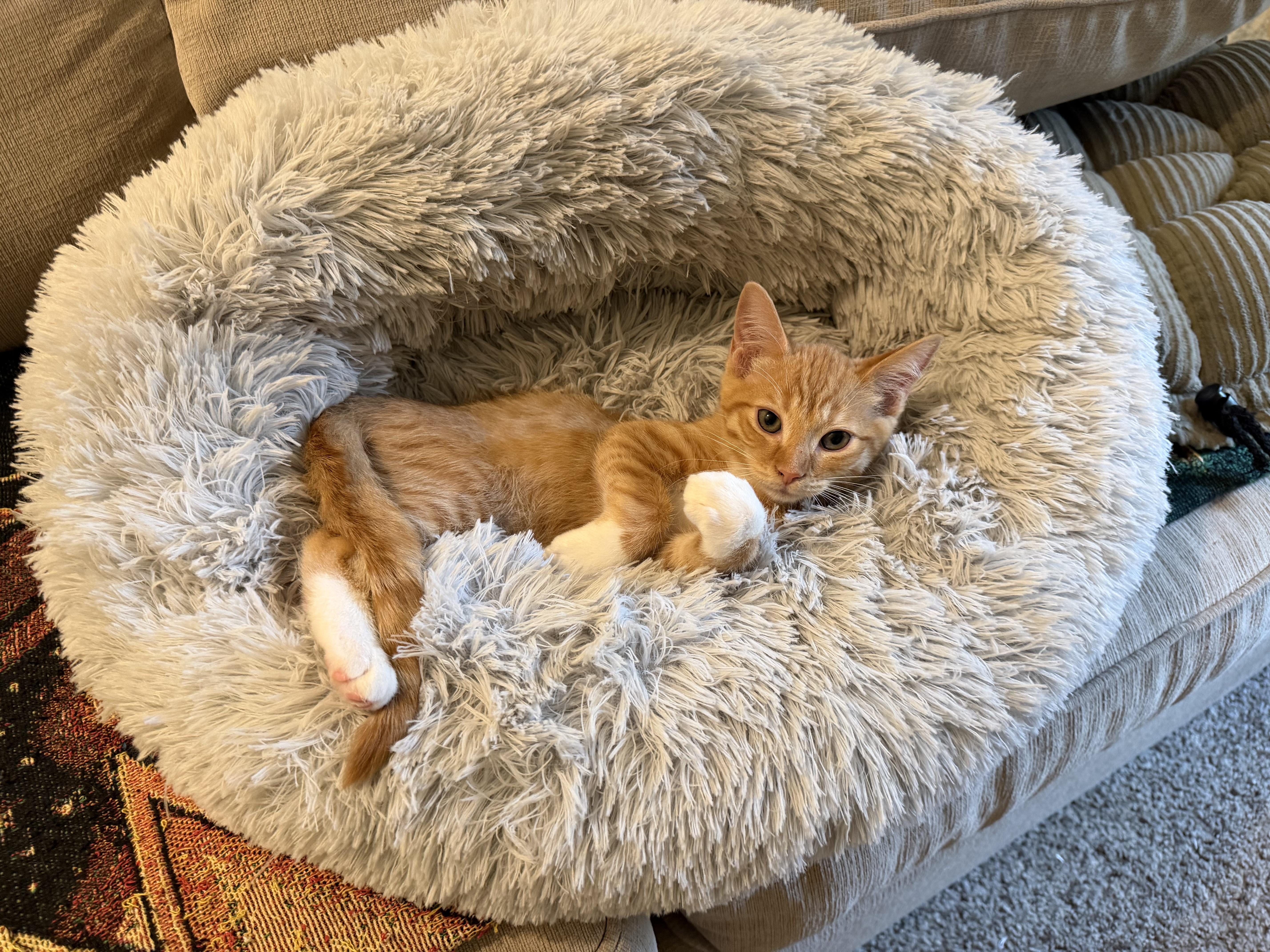 Enlarge Lambo, a Adopted Tabby in Woodinville, WA image 4/5