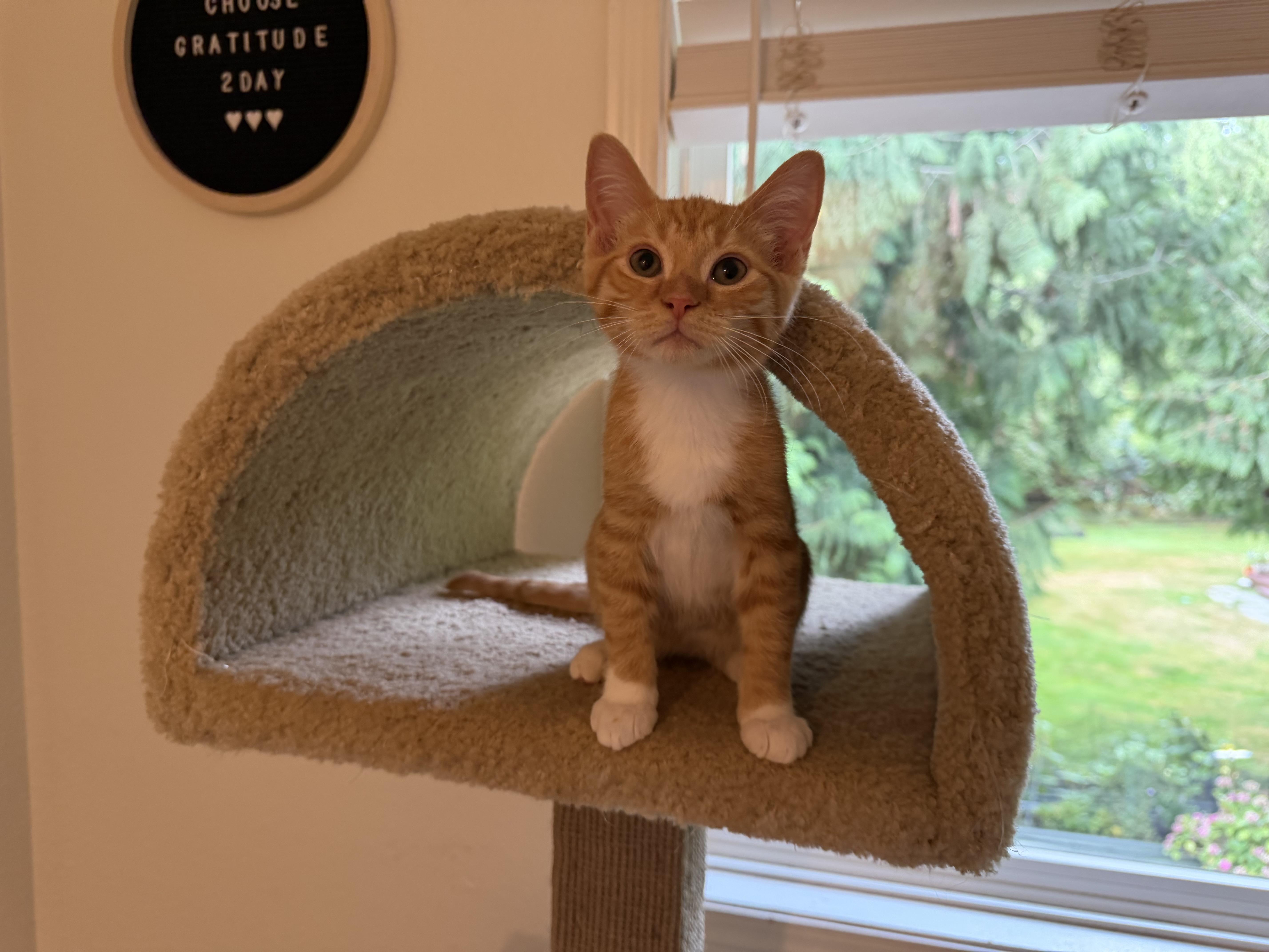 Enlarge Lambo, a Adopted Tabby in Woodinville, WA image 2/5