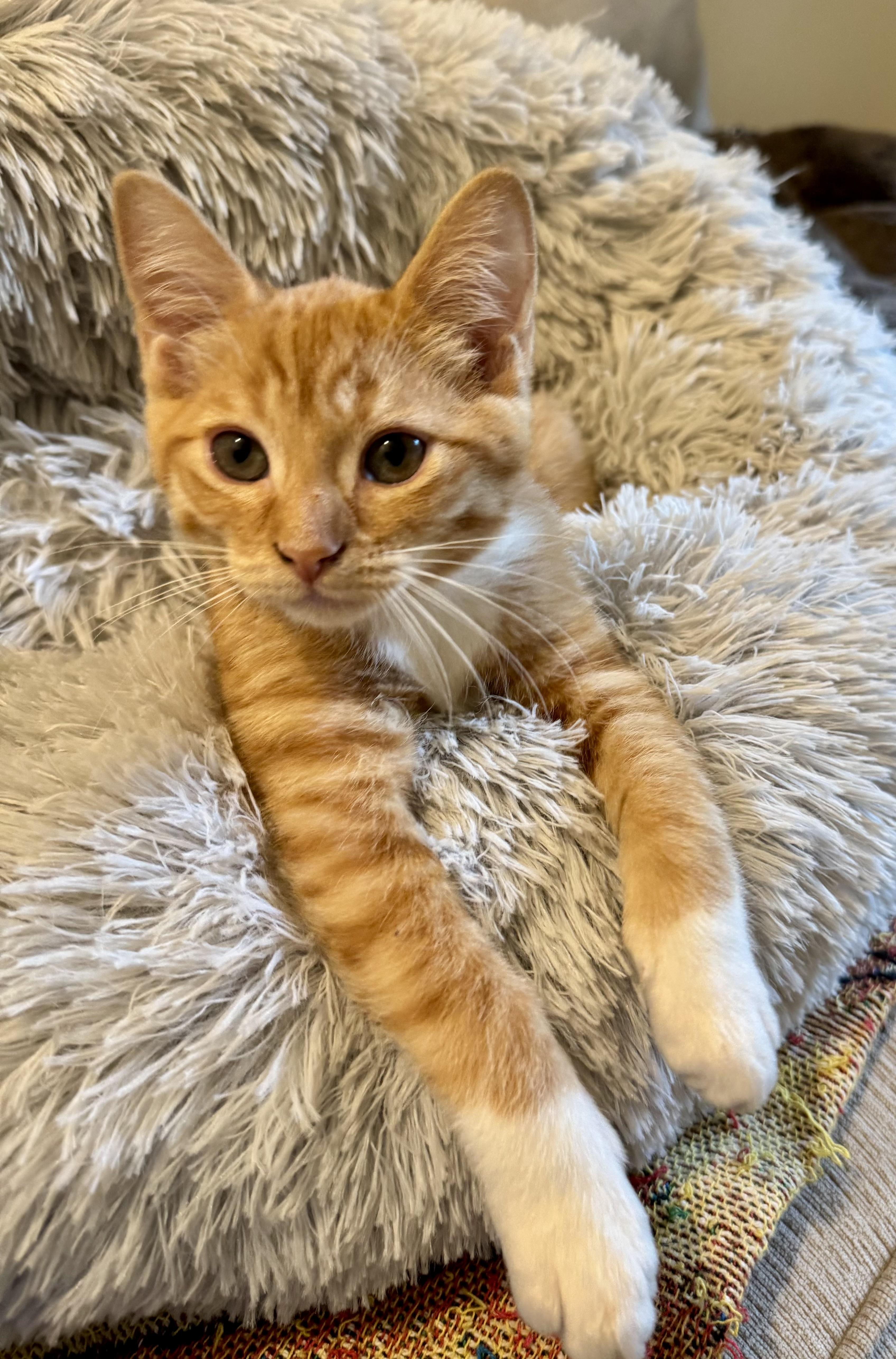 Enlarge Lambo, a Adopted Tabby in Woodinville, WA image 5/5