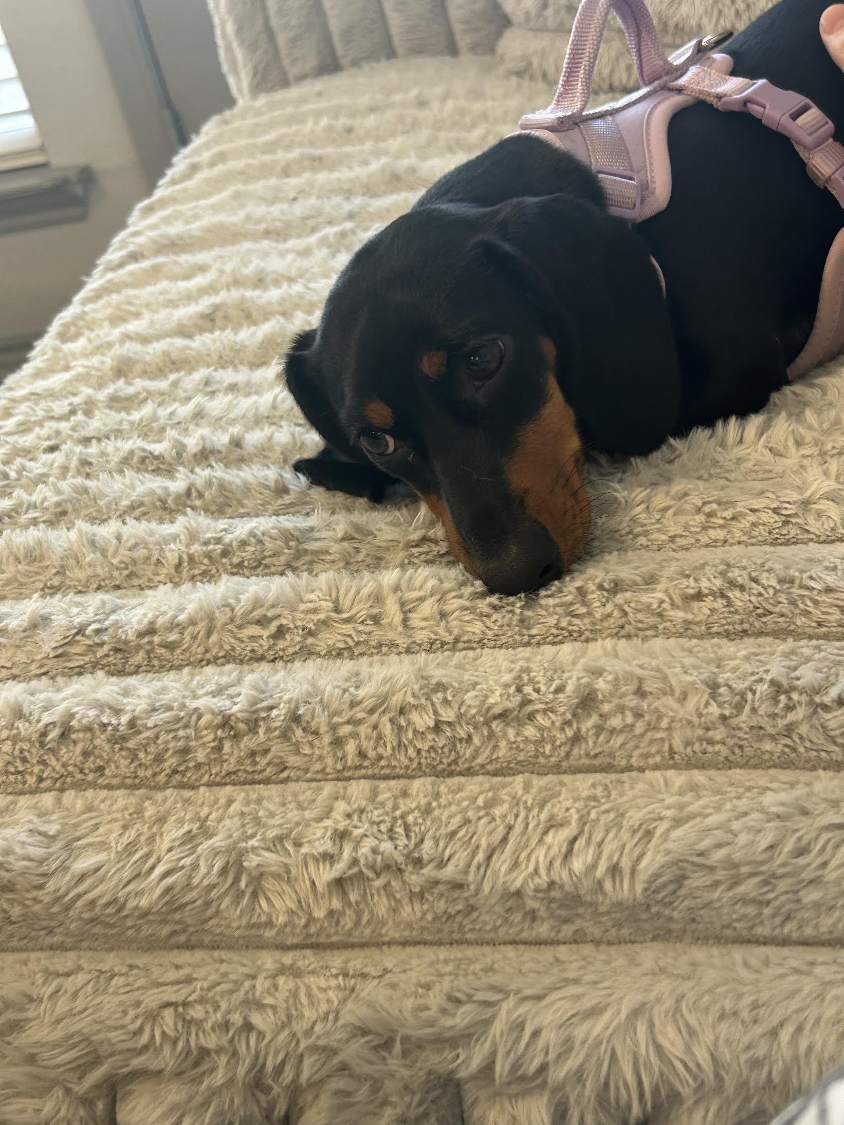 Toka, Adoptable, Young Female Dachshund.