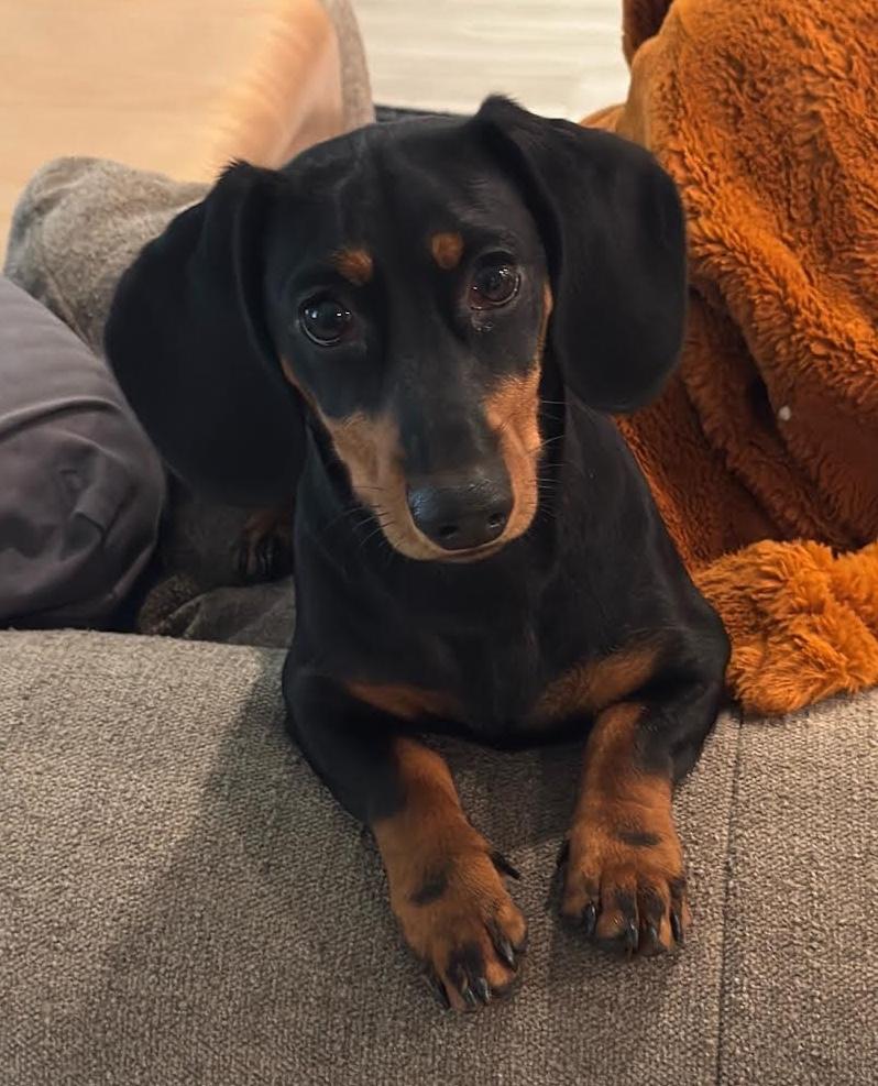 Enlarge Toka, a Adoptable Dachshund in Colleyville, TX image 2/2