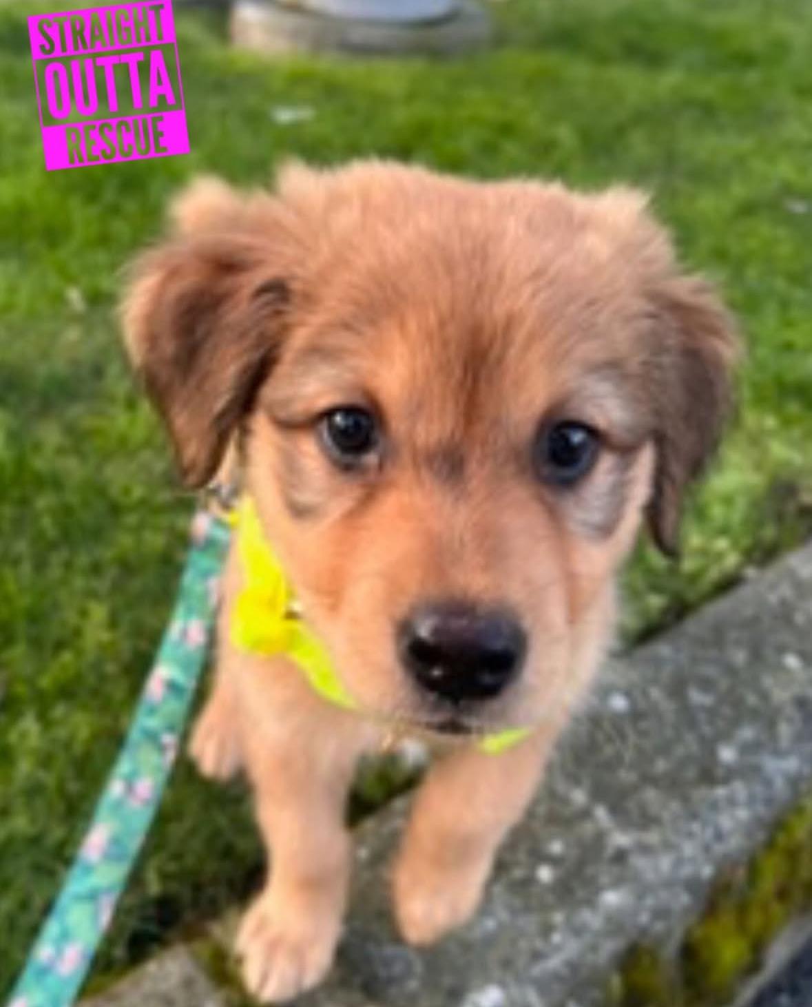 Enlarge Liv, a ADOPTABLE mixed breed in Vancouver, BC image 1/6