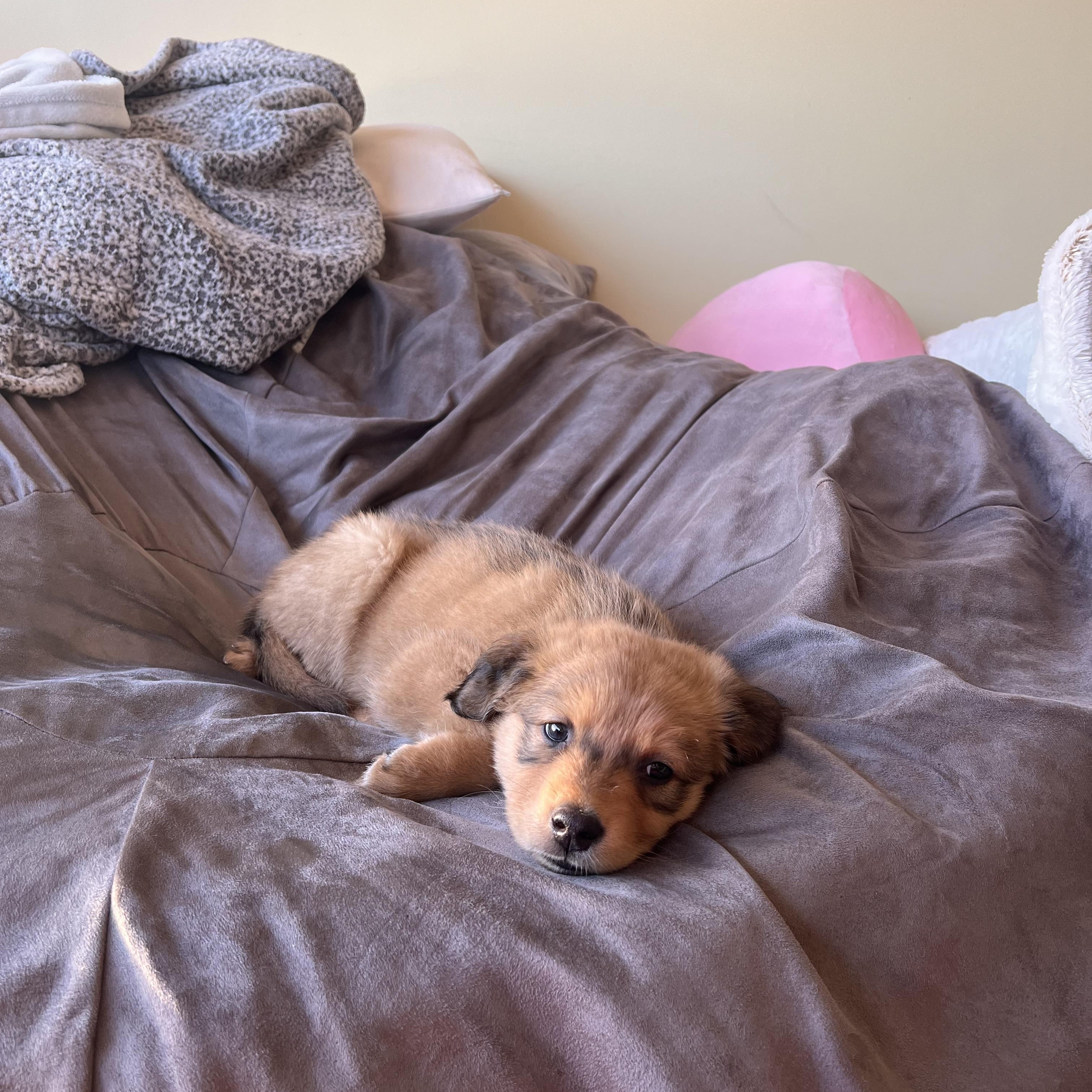 Enlarge Liv, a ADOPTABLE mixed breed in Vancouver, BC image 2/6