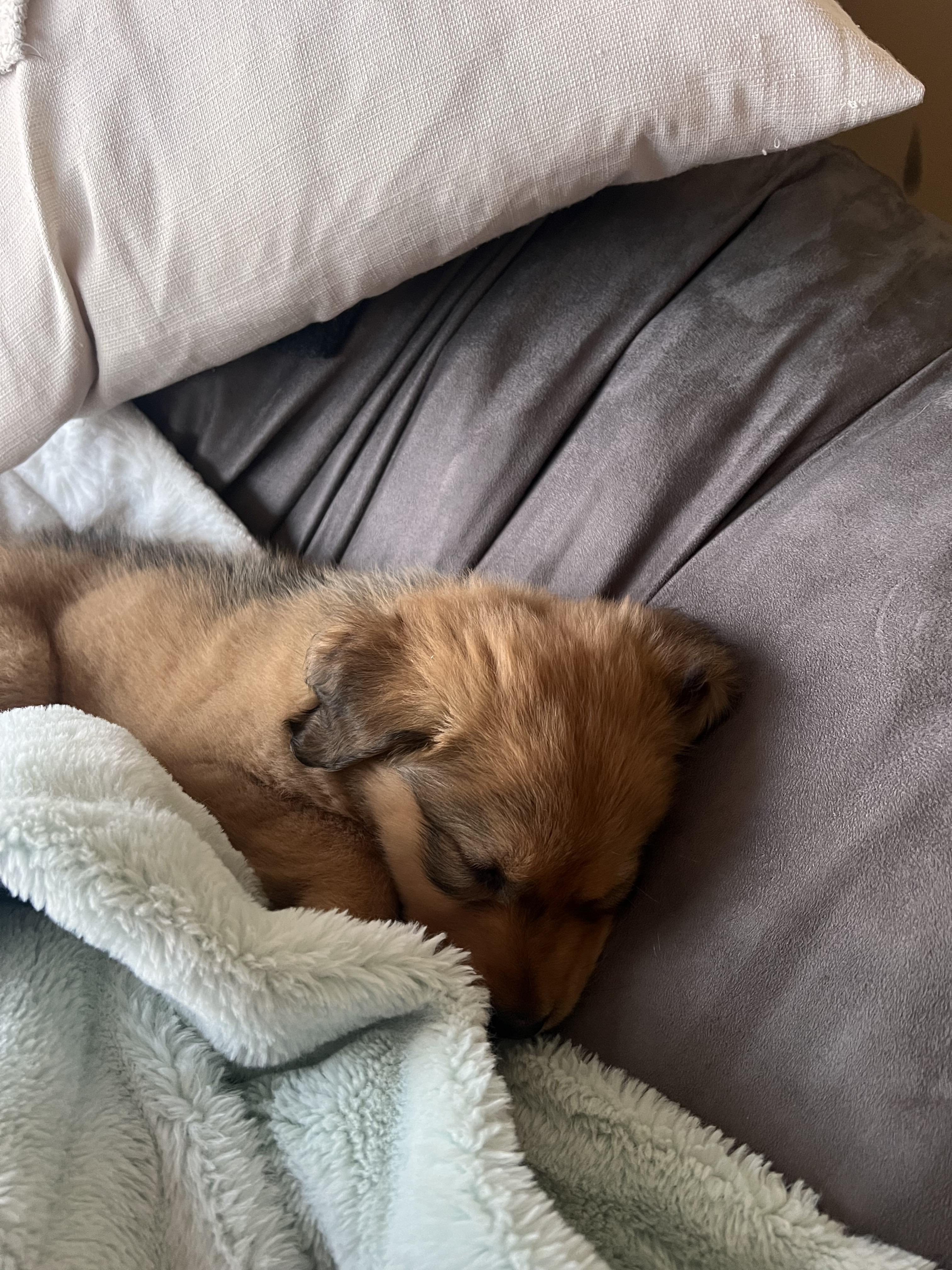 Enlarge Liv, a ADOPTABLE mixed breed in Vancouver, BC image 3/6