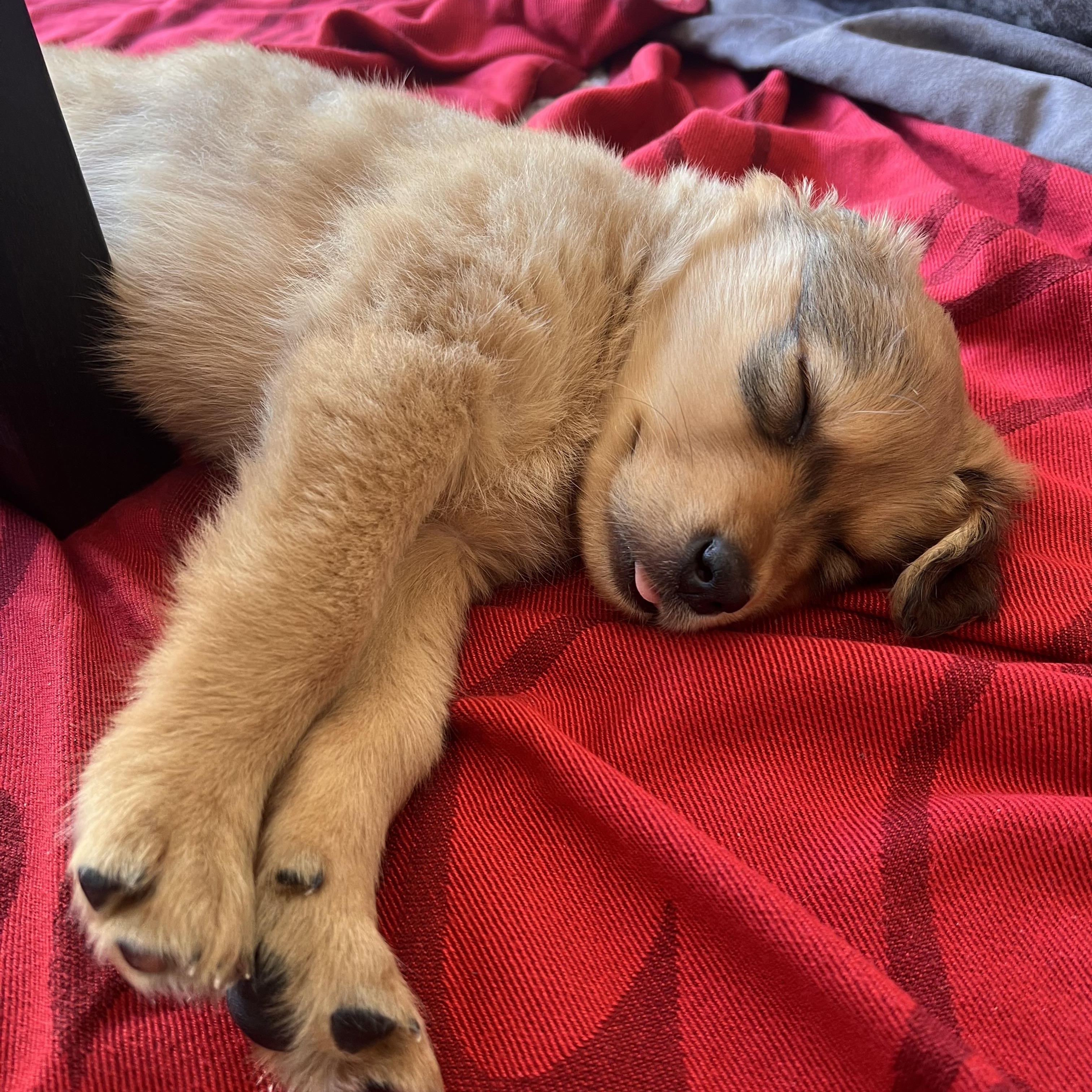 Enlarge Liv, a ADOPTABLE mixed breed in Vancouver, BC image 4/6