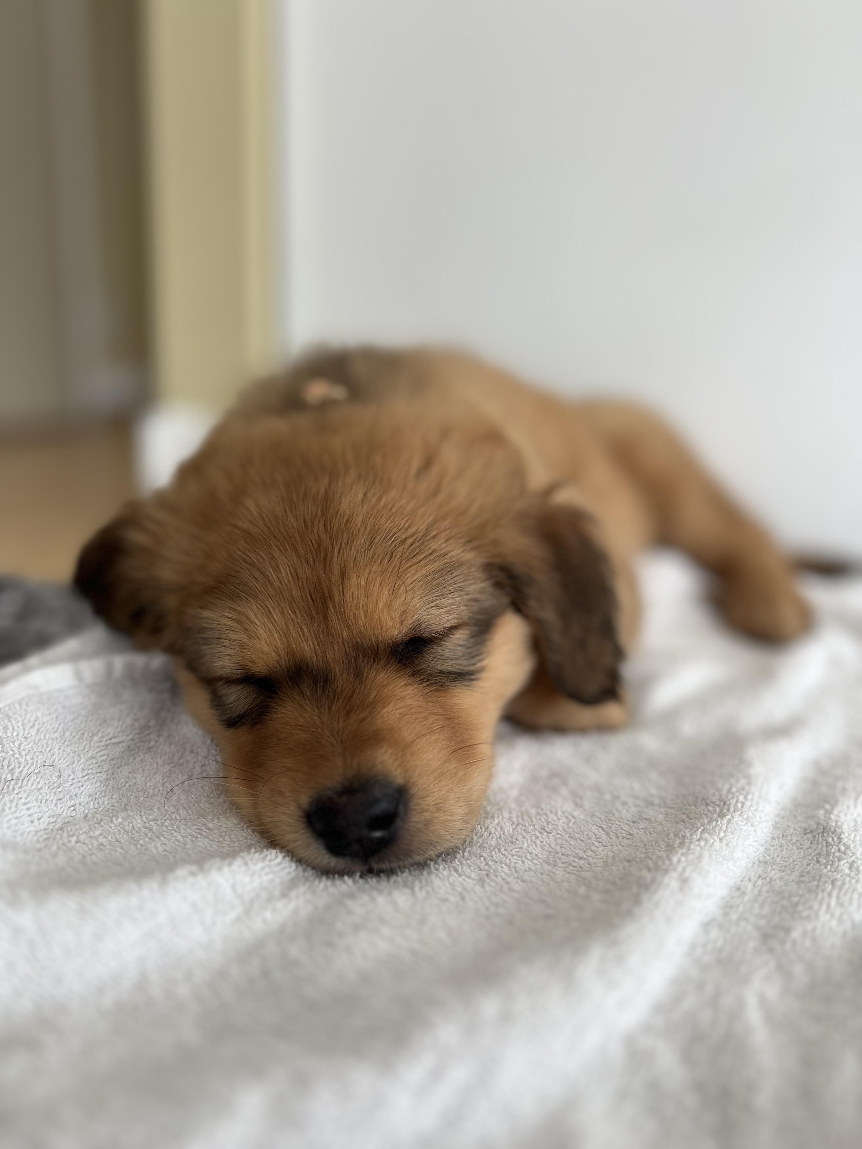 Enlarge Liv, a ADOPTABLE mixed breed in Vancouver, BC image 5/6