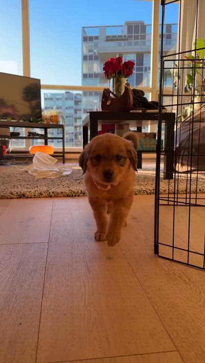 Enlarge Liv, a ADOPTABLE mixed breed in Vancouver, BC video 6/6