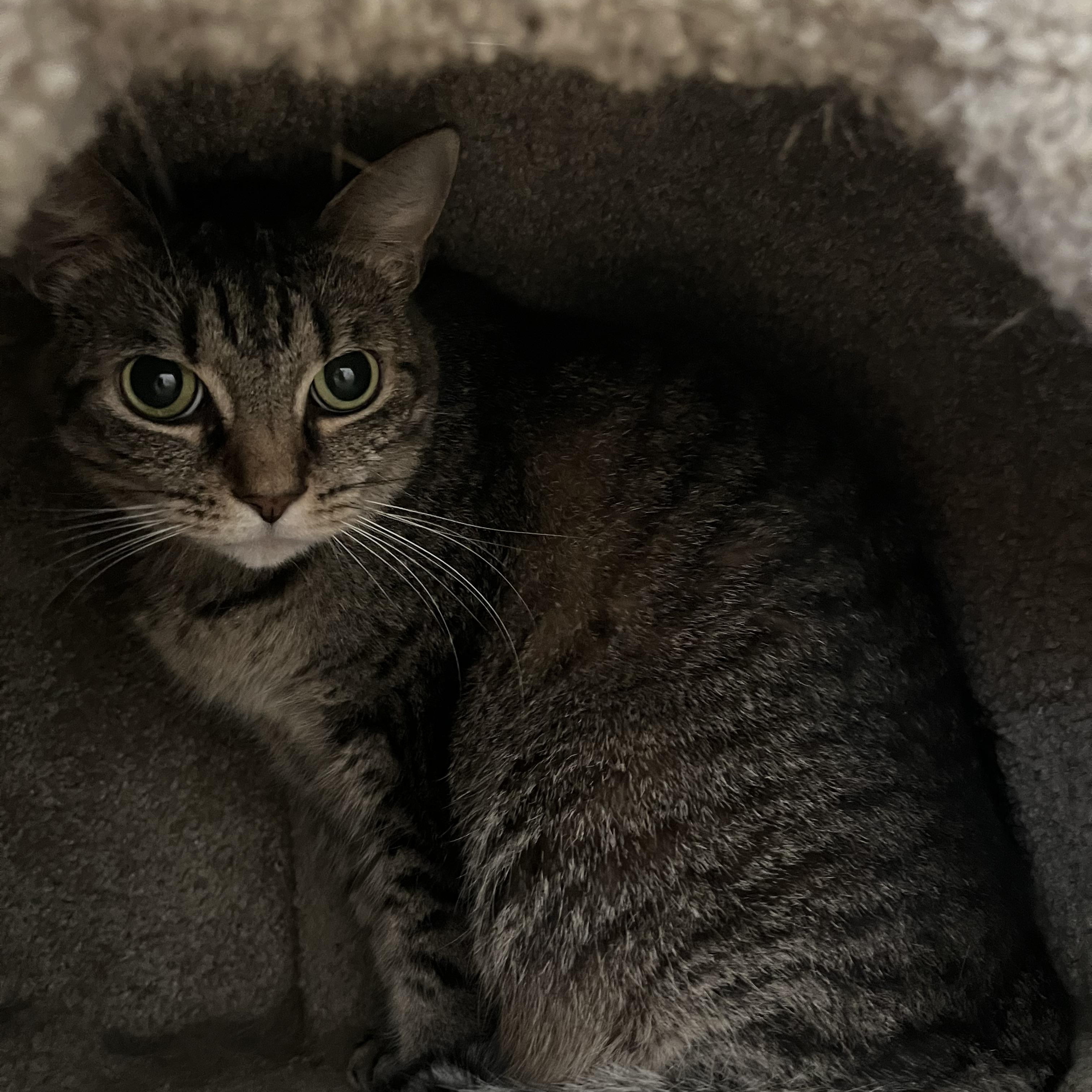 Black Widow, a Adoptable Domestic Short Hair in Loudon, TN image 2/2