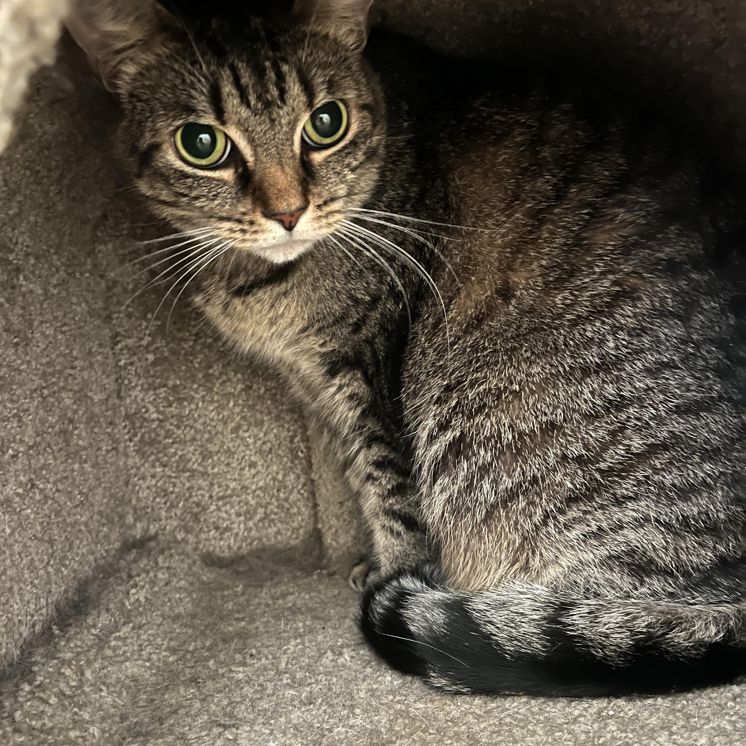 Black Widow, a Adoptable Domestic Short Hair in Loudon, TN image 1/2