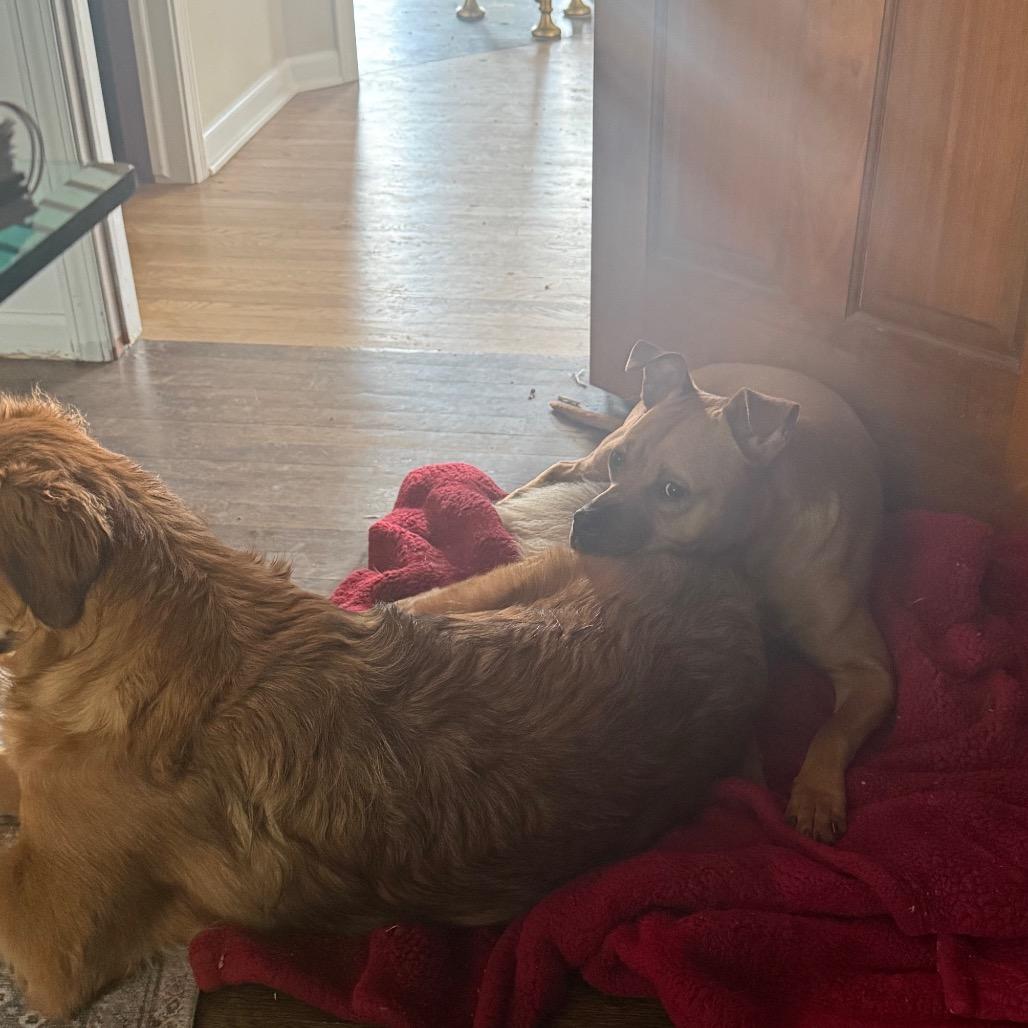 Randi, Adoptable, Adult Female Pit Bull Terrier.