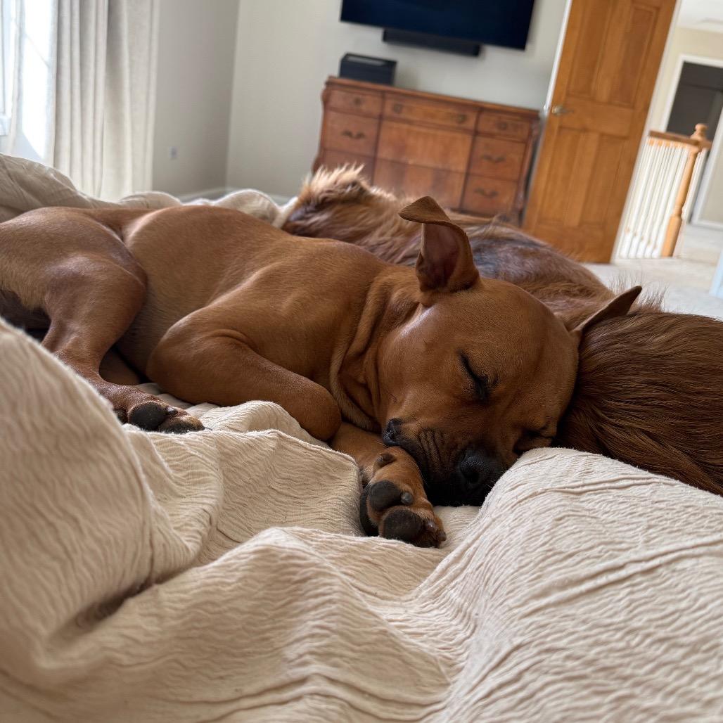 Enlarge Randi, a Adoptable Pit Bull Terrier in Chicago, IL image 2/6