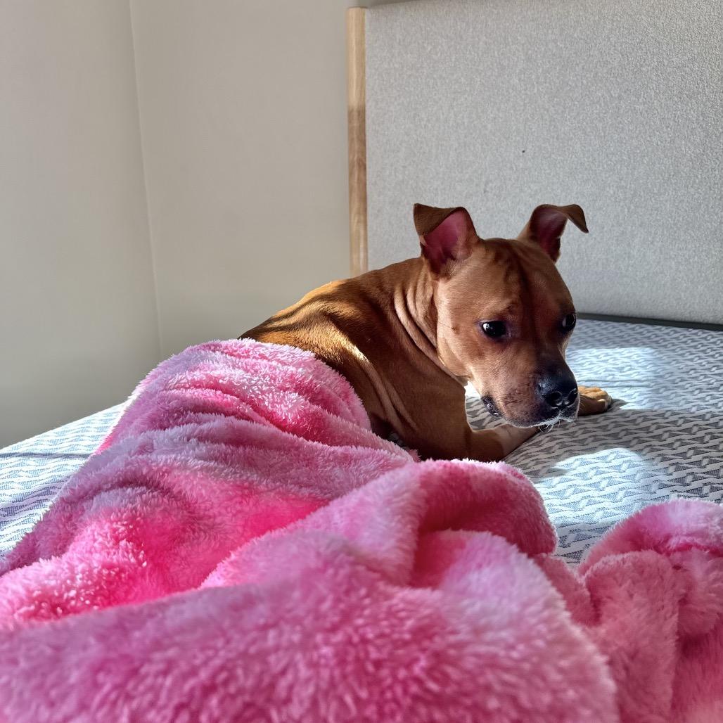 Enlarge Randi, a Adoptable Pit Bull Terrier in Chicago, IL image 1/6