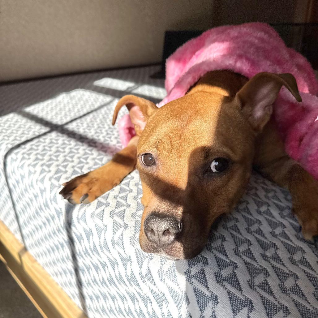 Enlarge Randi, a Adoptable Pit Bull Terrier in Chicago, IL image 2/6