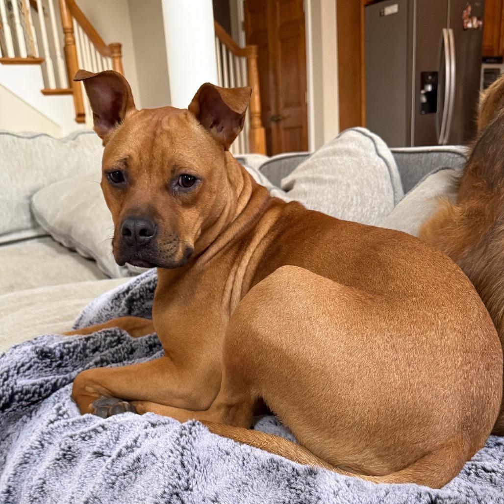 Enlarge Randi, a Adoptable Pit Bull Terrier in Chicago, IL image 3/6