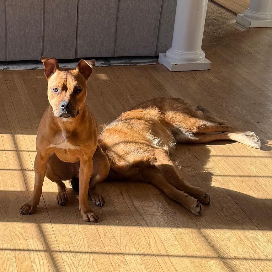 Enlarge Randi, a Adoptable Pit Bull Terrier in Chicago, IL image 4/6