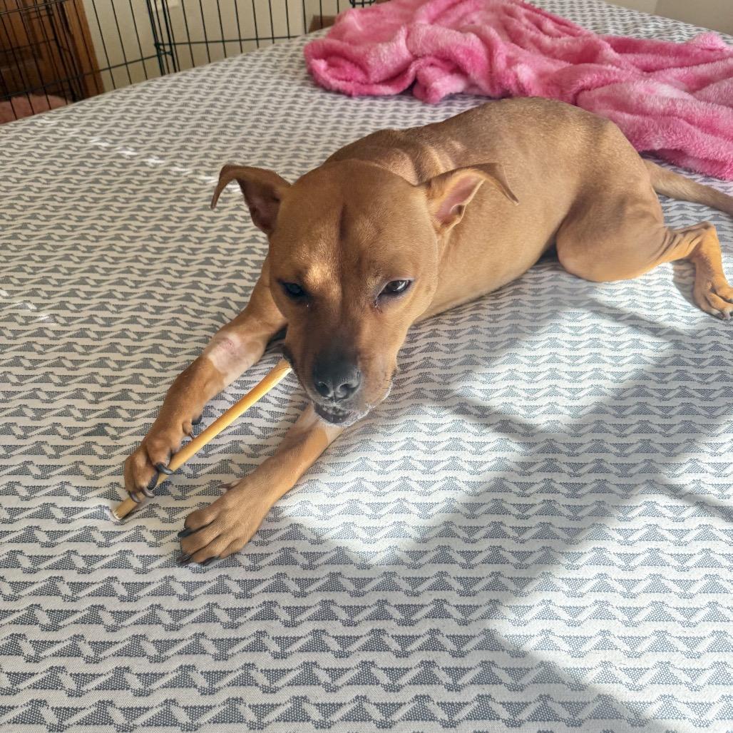 Enlarge Randi, a Adoptable Pit Bull Terrier in Chicago, IL image 3/6