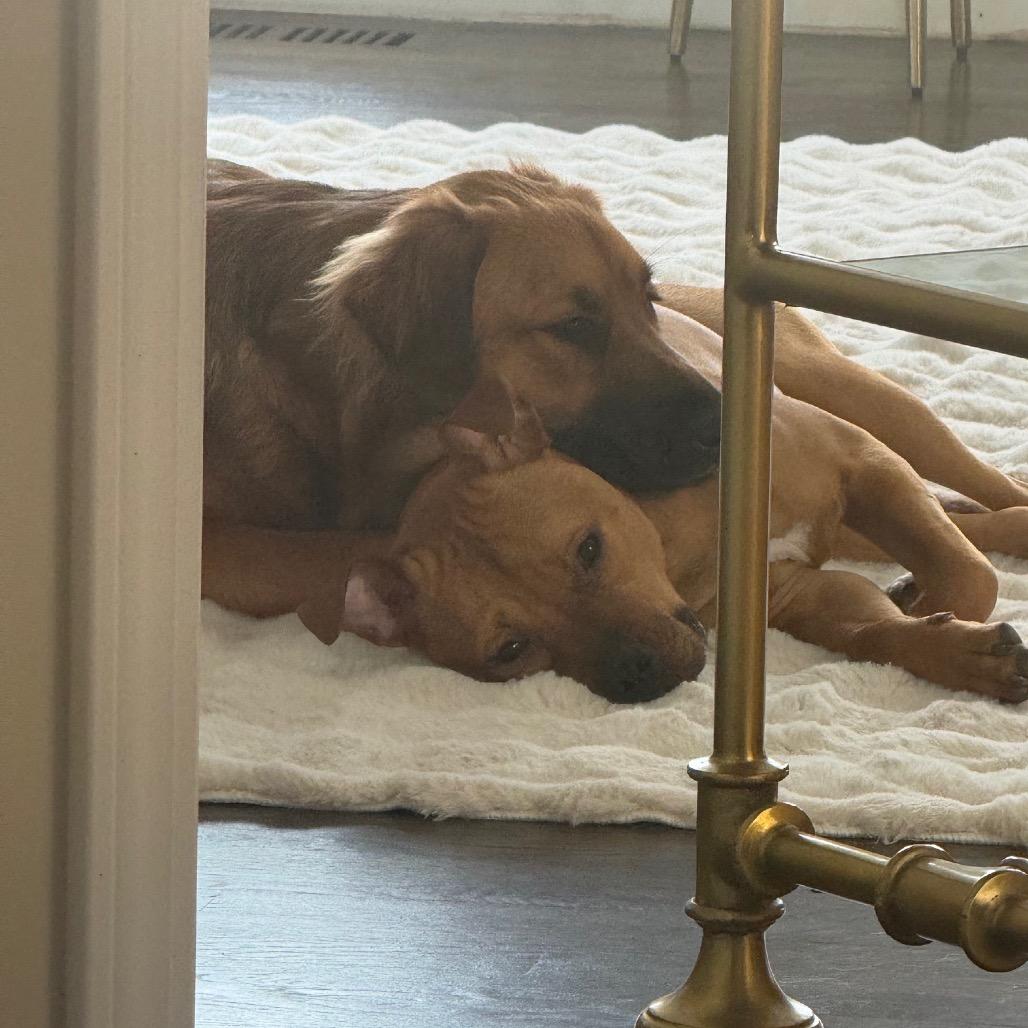 Enlarge Randi, a Adoptable Pit Bull Terrier in Chicago, IL image 5/6