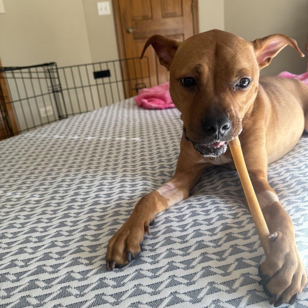 Enlarge Randi, a Adoptable Pit Bull Terrier in Chicago, IL image 4/6