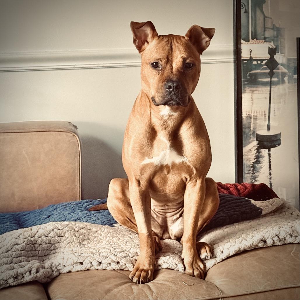 Enlarge Randi, a Adoptable Pit Bull Terrier in Chicago, IL image 5/6