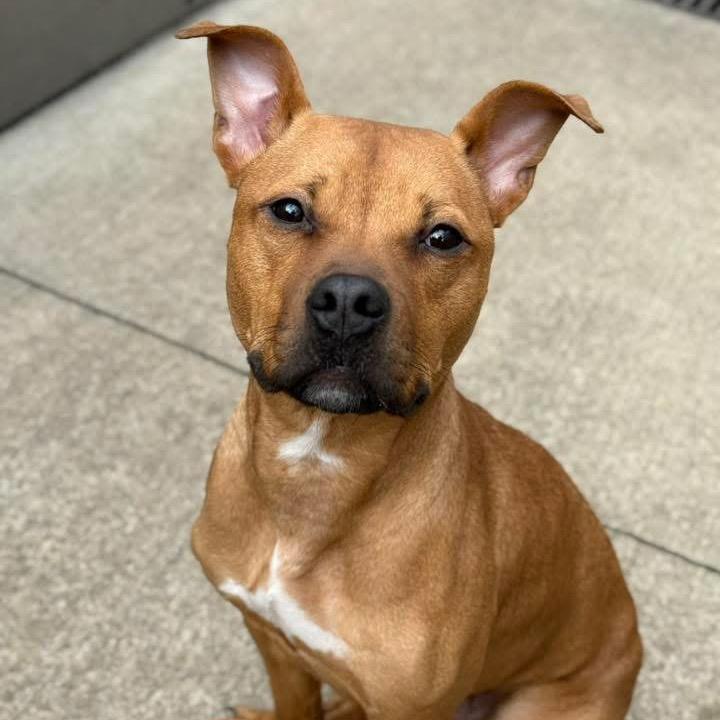 Enlarge Randi, a Adoptable Pit Bull Terrier in Chicago, IL image 6/6