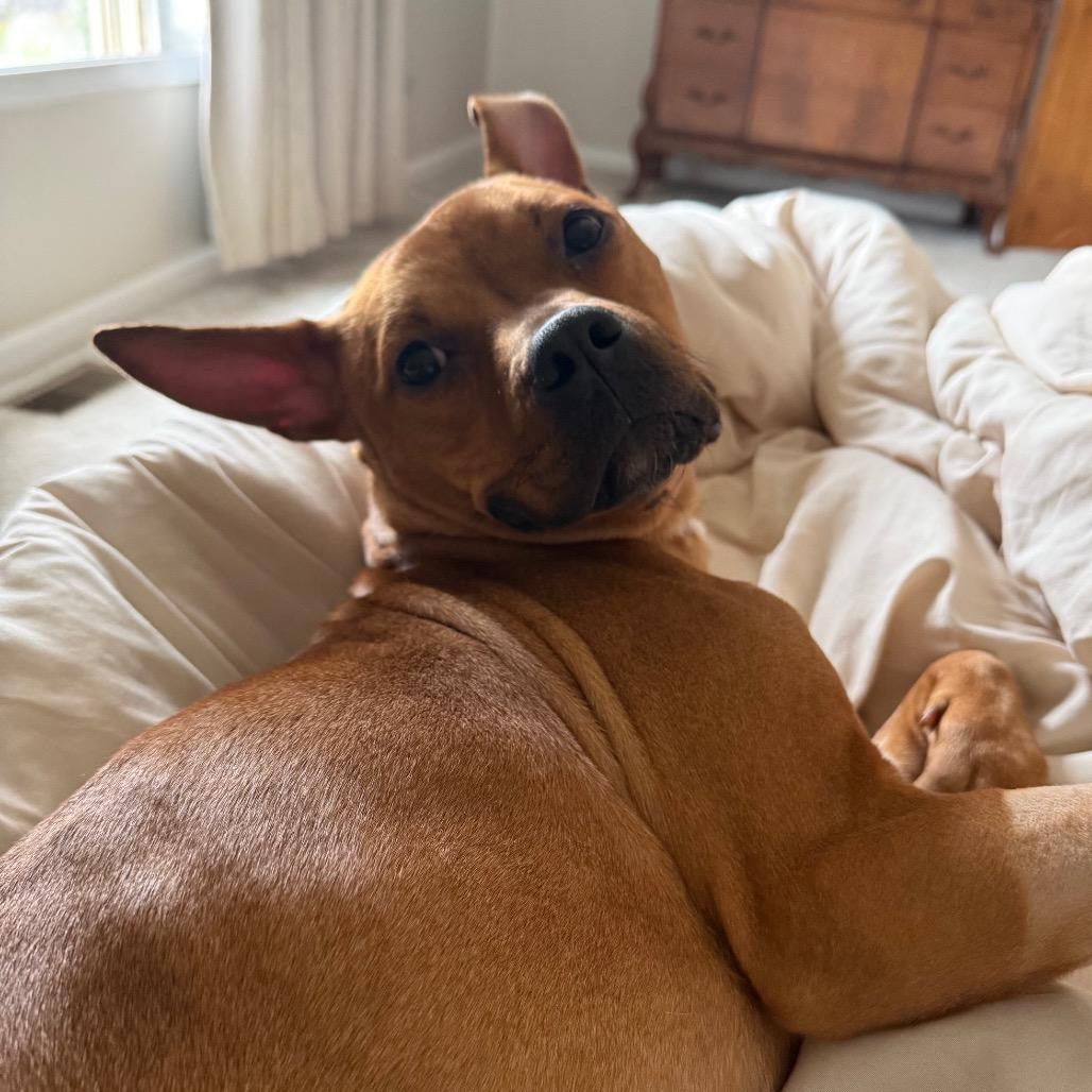 Enlarge Randi, a Adoptable Pit Bull Terrier in Chicago, IL image 6/6