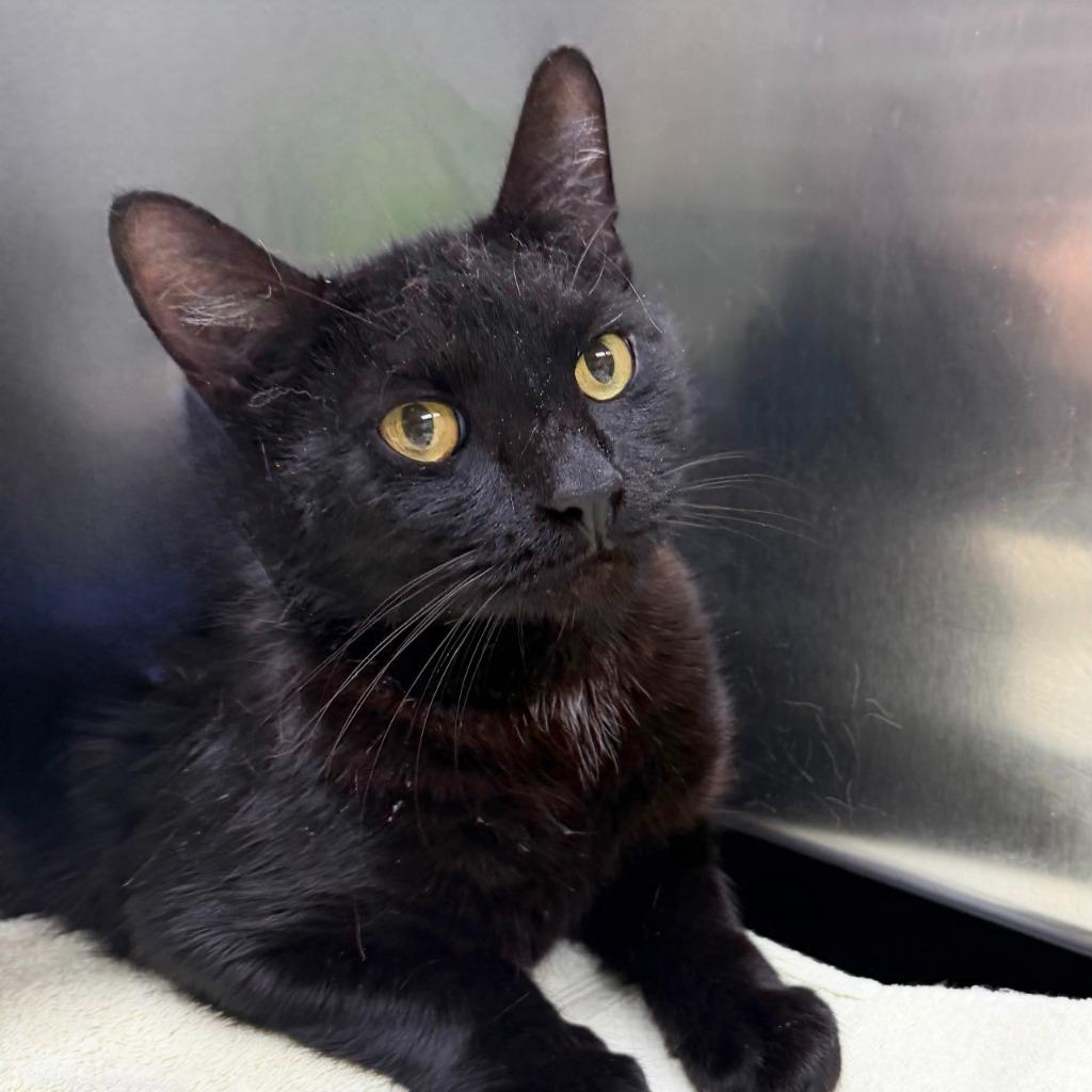 Darth, Adoptable, Adult Male Domestic Short Hair.