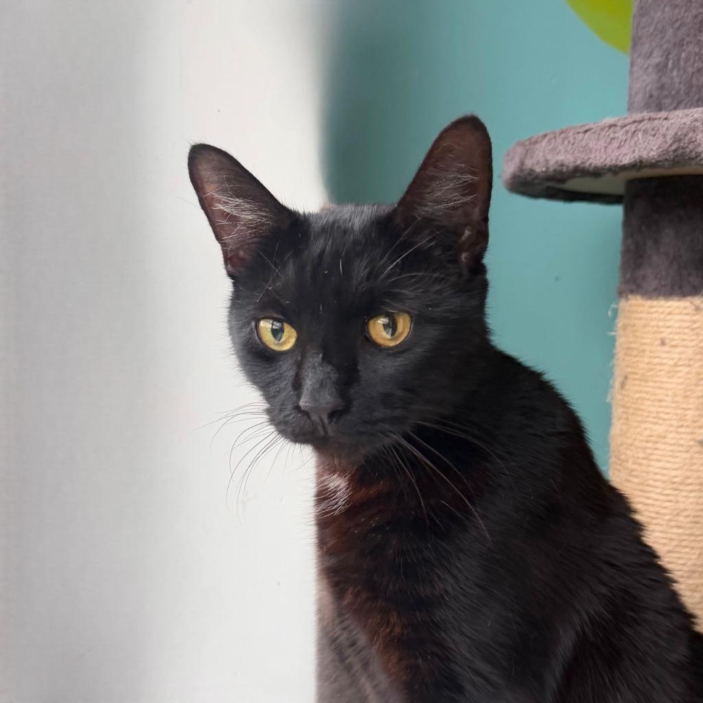 Enlarge Darth, a Adoptable Domestic Short Hair in State College, PA image 2/3