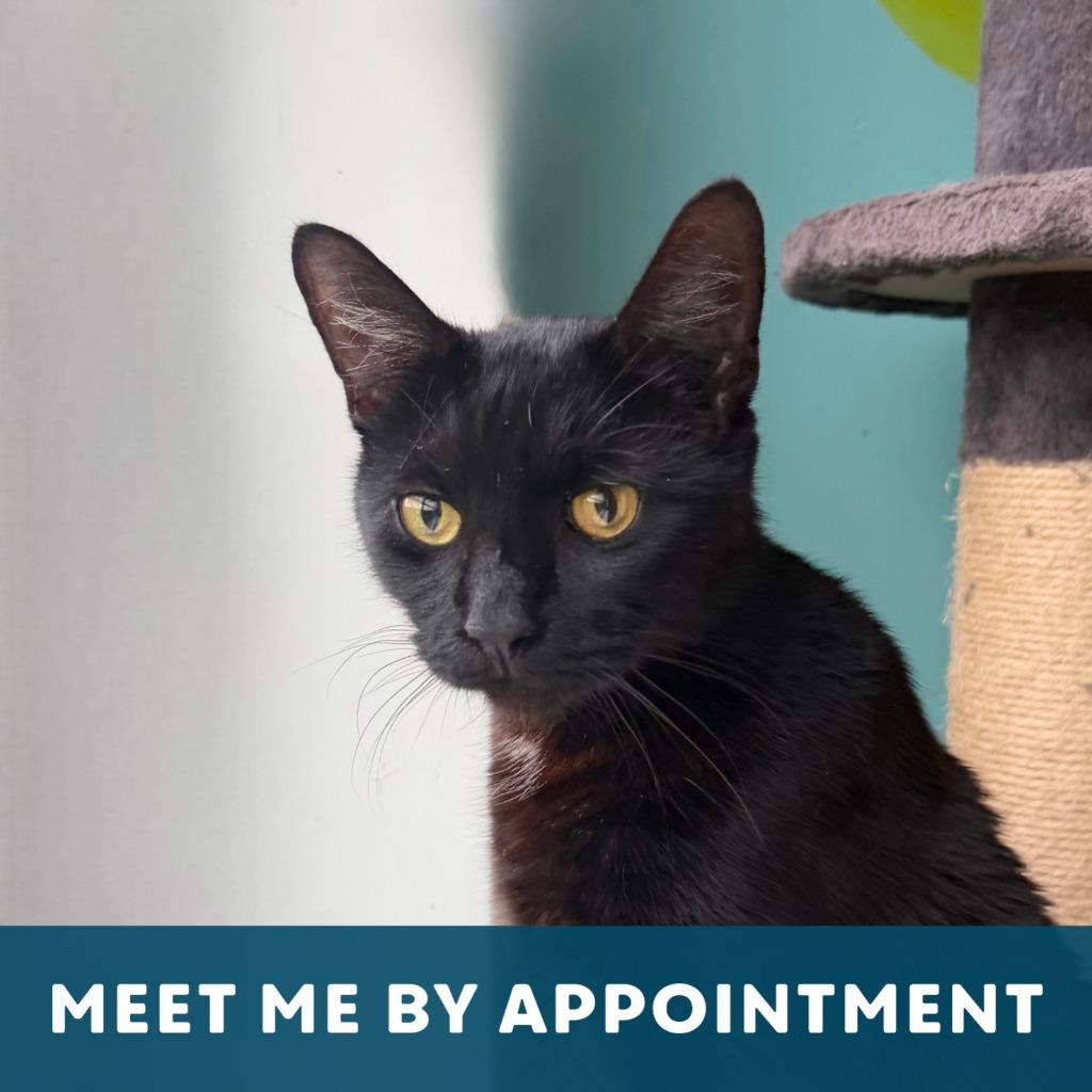 Enlarge Darth, a Adoptable Domestic Short Hair in State College, PA image 3/3