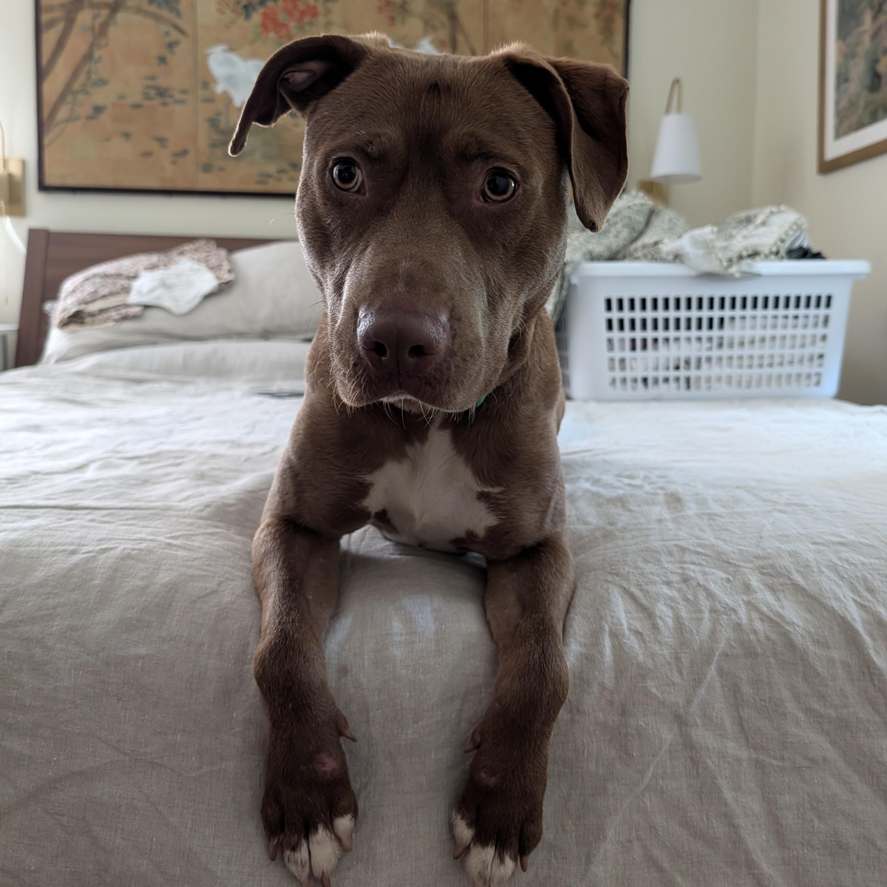 Enlarge Thomas, a ADOPTABLE Pit Bull Terrier in Manassas, VA image 3/4