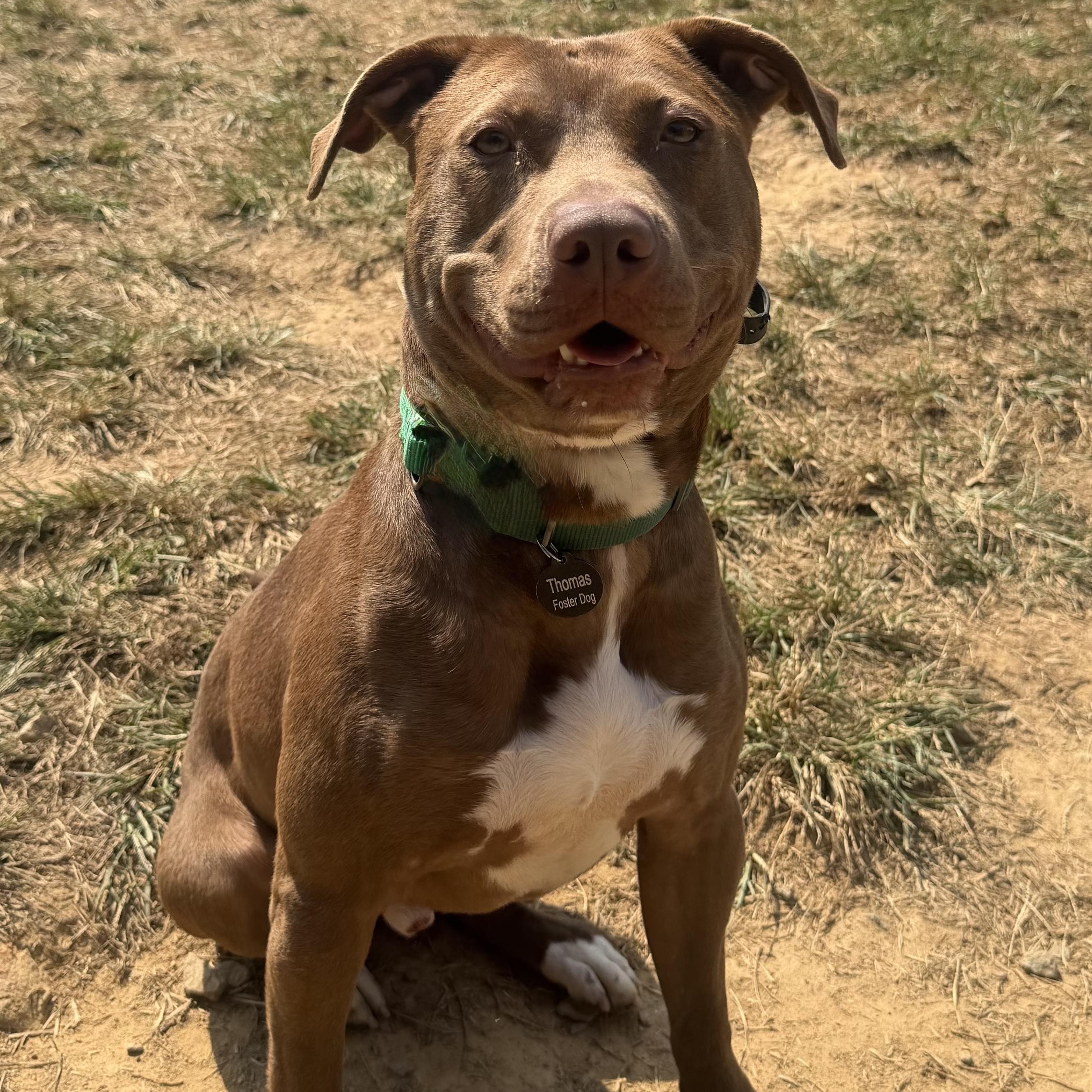 Enlarge Thomas, a Adoptable Pit Bull Terrier in Manassas, VA image 1/5