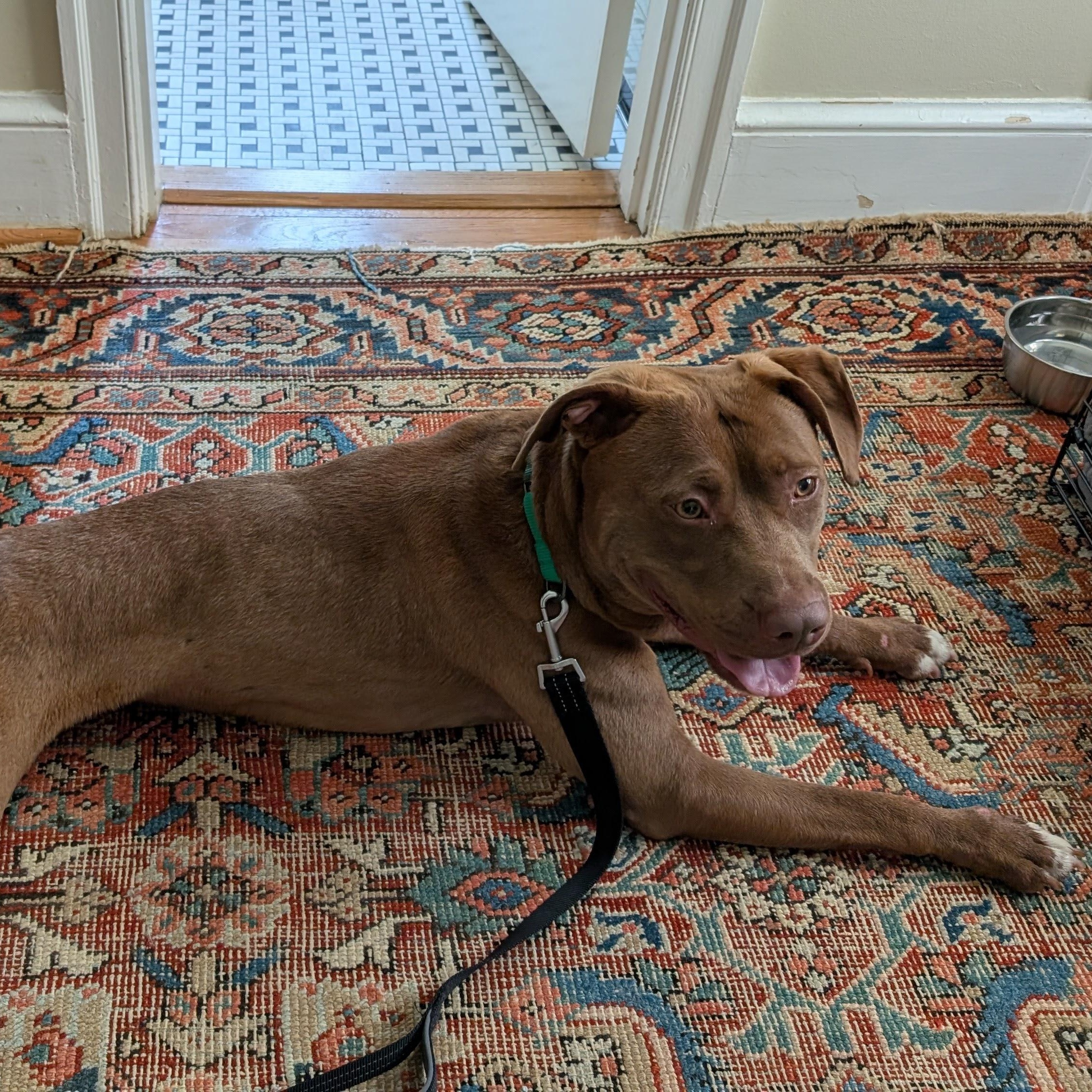 Enlarge Thomas, a ADOPTABLE Pit Bull Terrier in Manassas, VA image 4/4