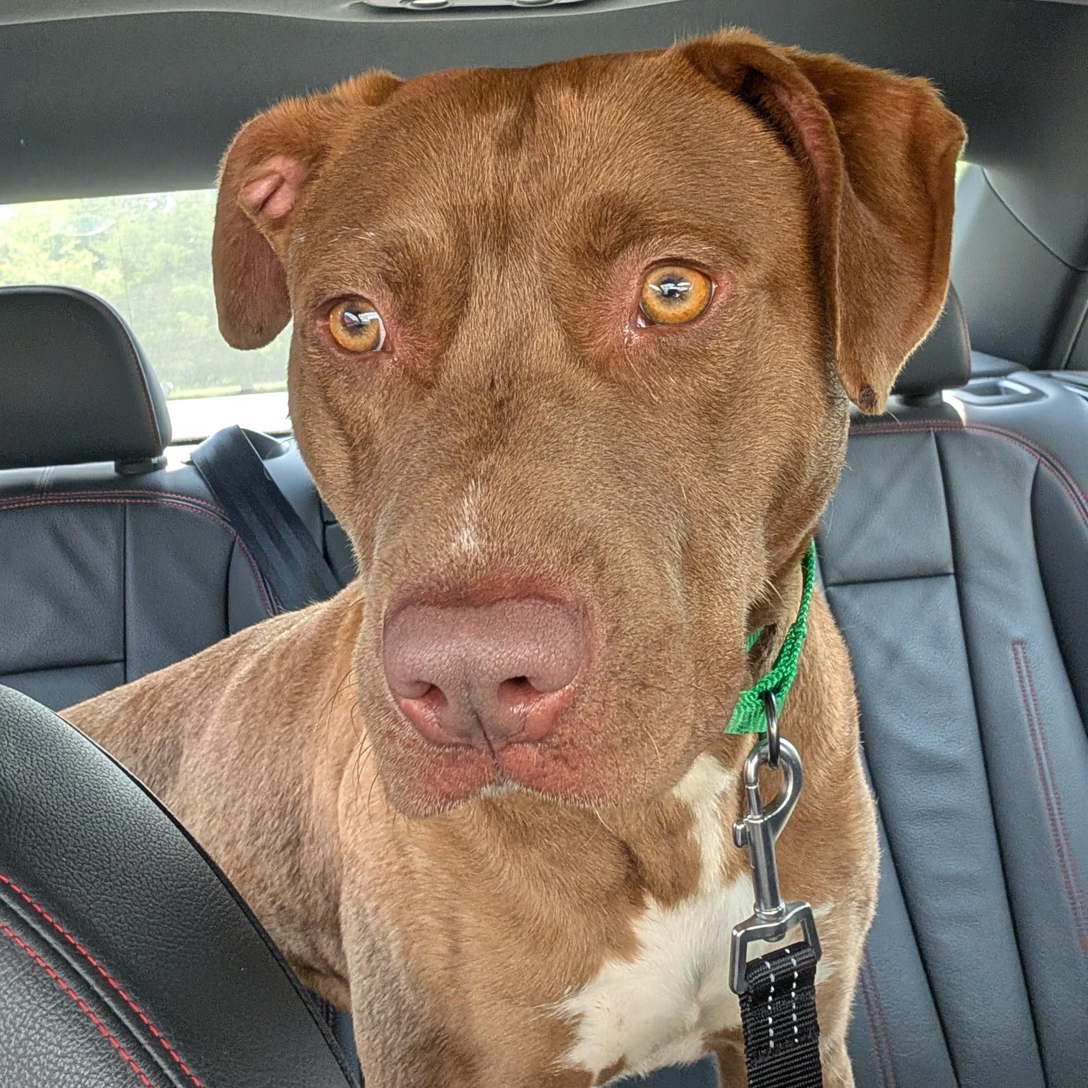 Enlarge Thomas, a ADOPTABLE Pit Bull Terrier in Manassas, VA image 1/4