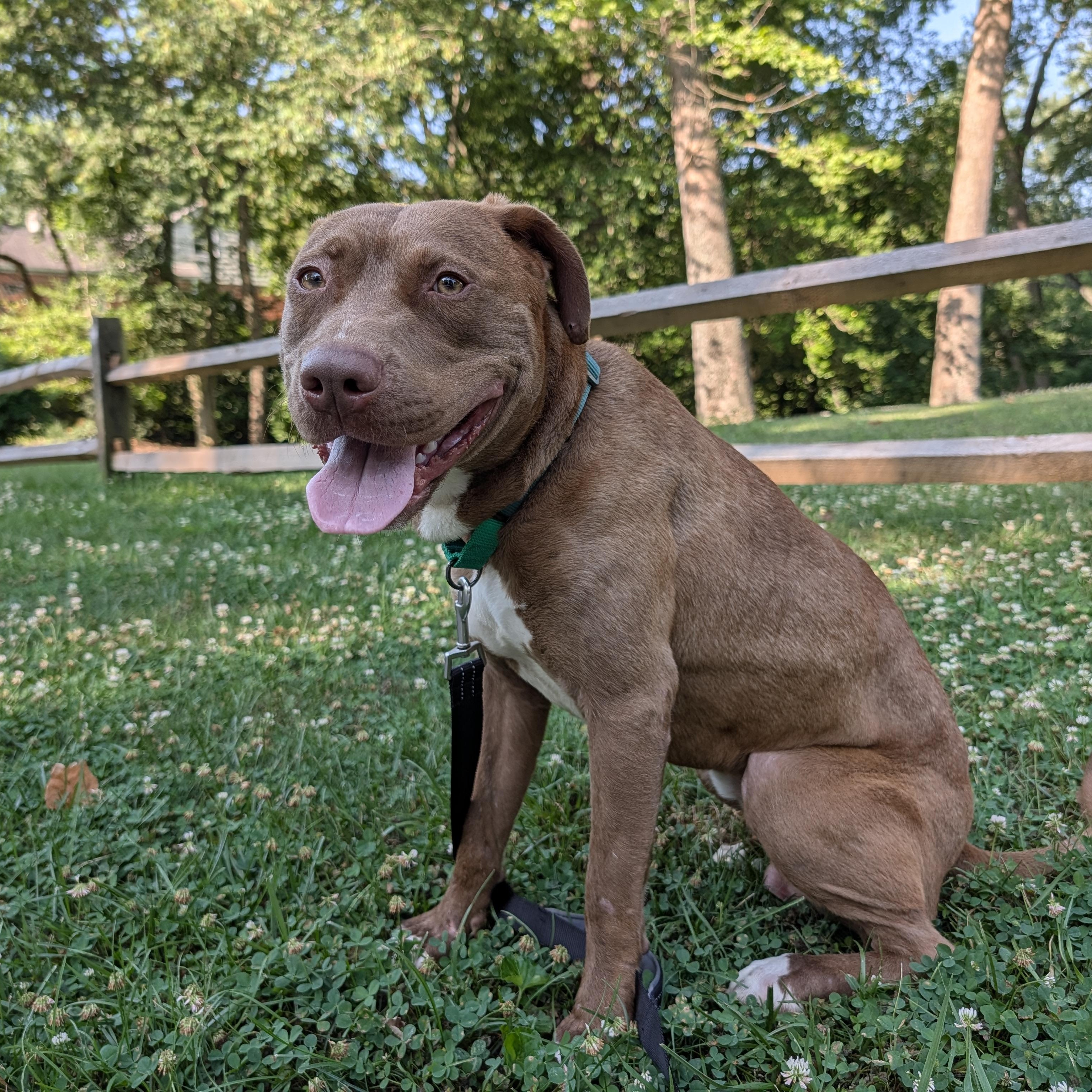 Enlarge Thomas, a ADOPTABLE Pit Bull Terrier in Manassas, VA image 2/4