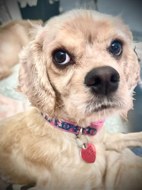 Fawn, Adoptable, Young Female Cocker Spaniel.