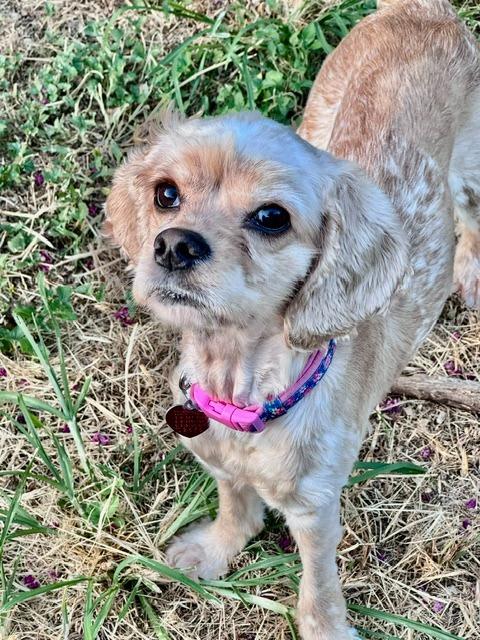 Fawn, a Adoptable Cocker Spaniel in Austin, TX image 2/6