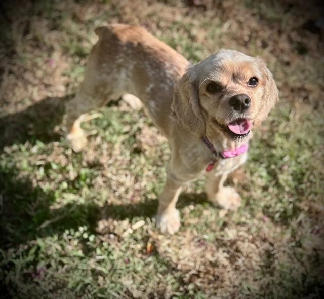 Fawn, a Adoptable Cocker Spaniel in Austin, TX image 3/6