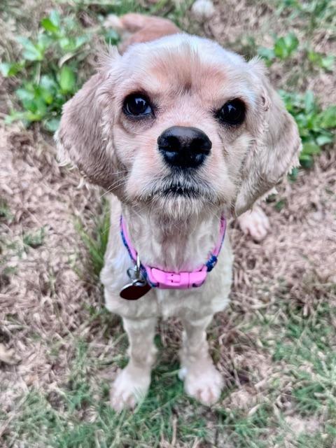 Fawn, a Adoptable Cocker Spaniel in Austin, TX image 4/6