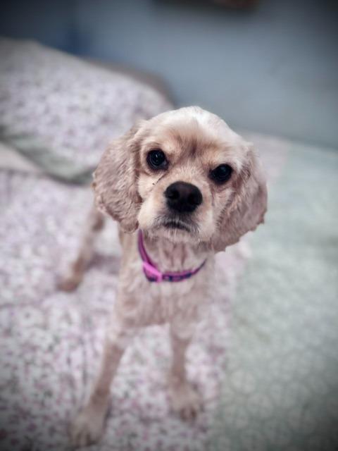 Fawn, a Adoptable Cocker Spaniel in Austin, TX image 5/6