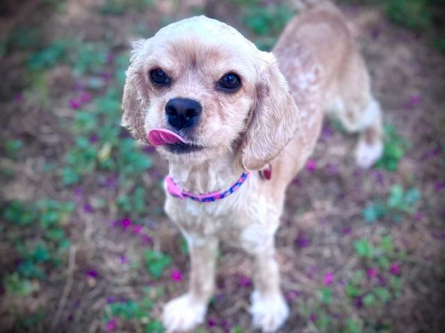 Fawn, a Adoptable Cocker Spaniel in Austin, TX image 6/6