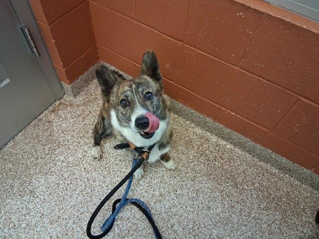APOLLO, Adoptable, Adult Male Cardigan Welsh Corgi.