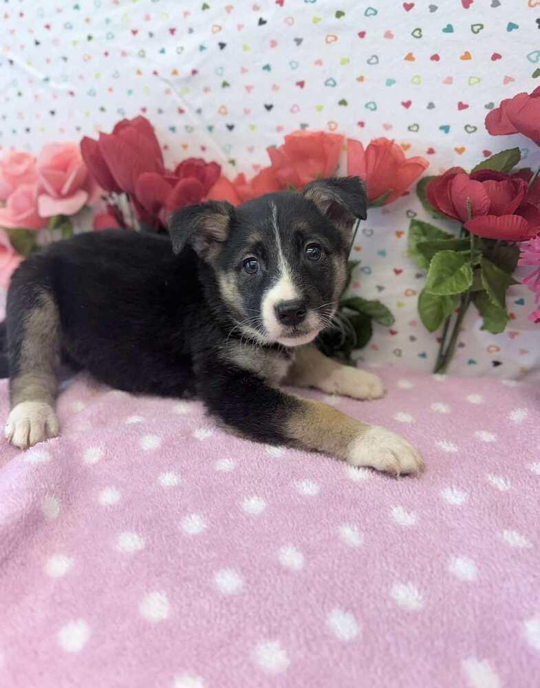 Enlarge Comet, a Adoptable mixed breed in Sedalia, CO image 1/6