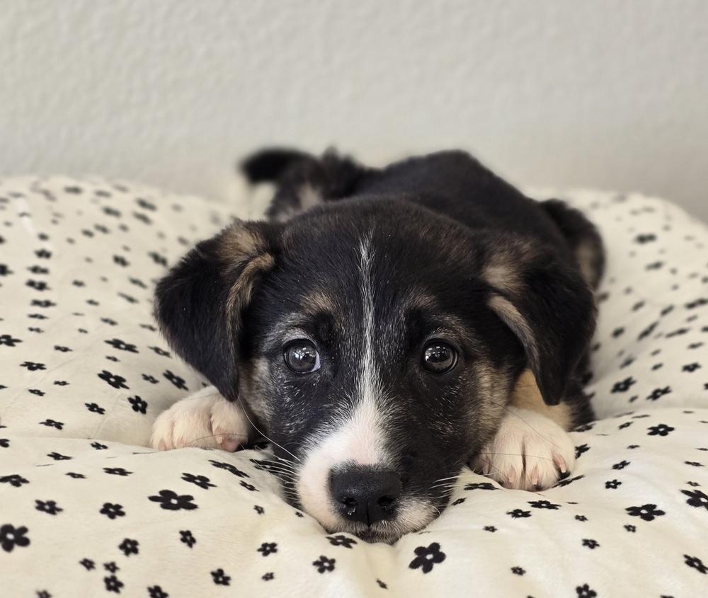 Enlarge Comet, a Adoptable mixed breed in Sedalia, CO image 2/6