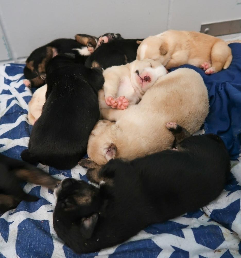 Enlarge Comet, a Adoptable mixed breed in Sedalia, CO image 6/6