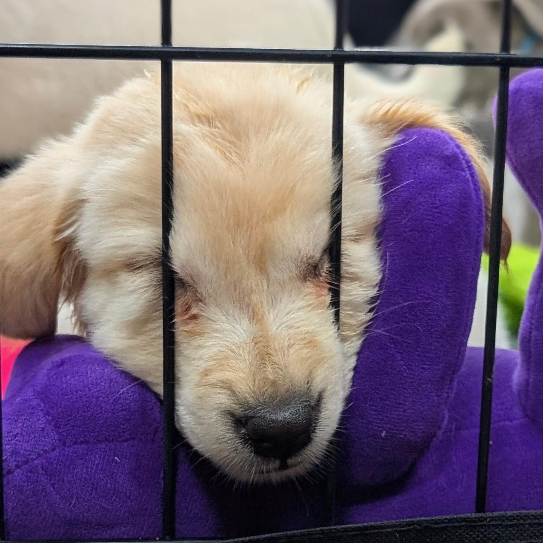 Enlarge Noelle, an adopted mixed breed in Dallas, TX image 6/6