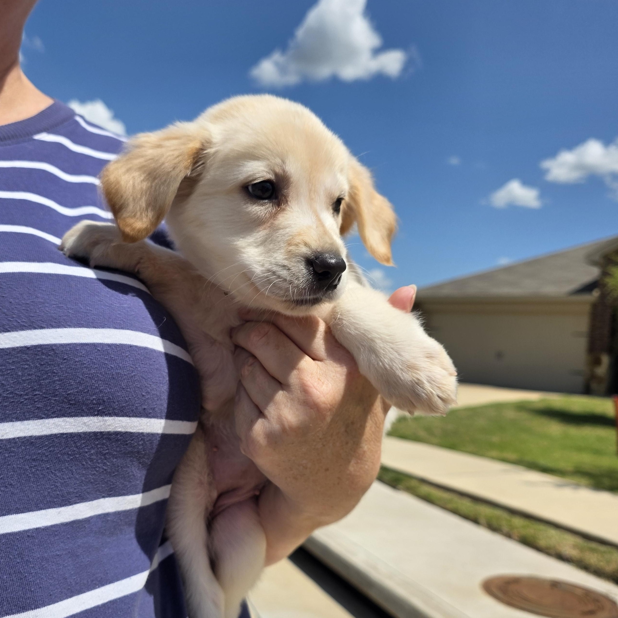 Enlarge Noelle, an adopted mixed breed in Dallas, TX image 1/6