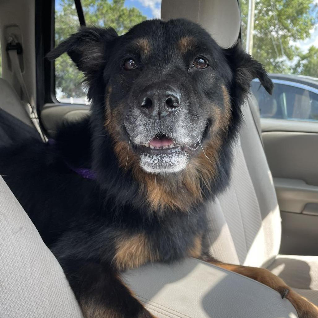 Maggie, Adoptable, Senior Female Rottweiler & Australian Shepherd.