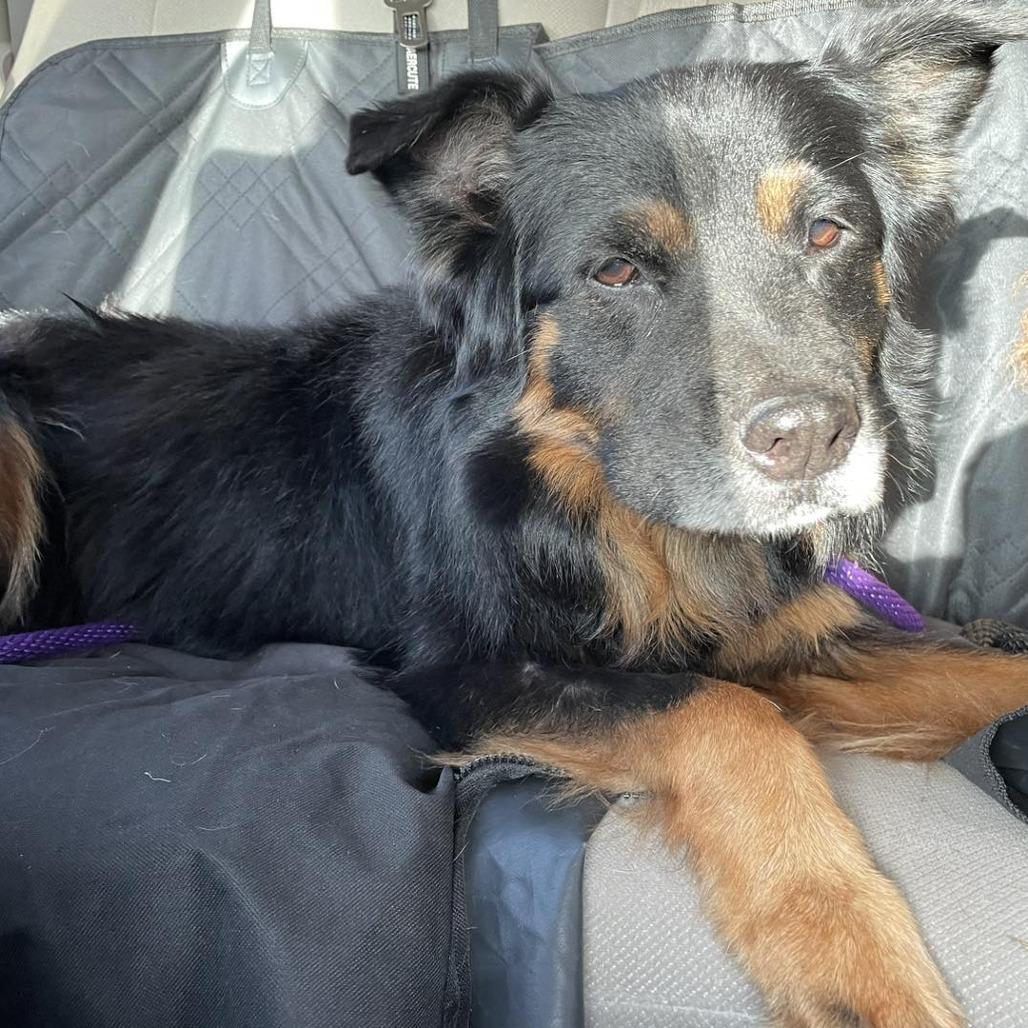 Maggie, a Adoptable mixed breed in Sarasota, FL image 2/6