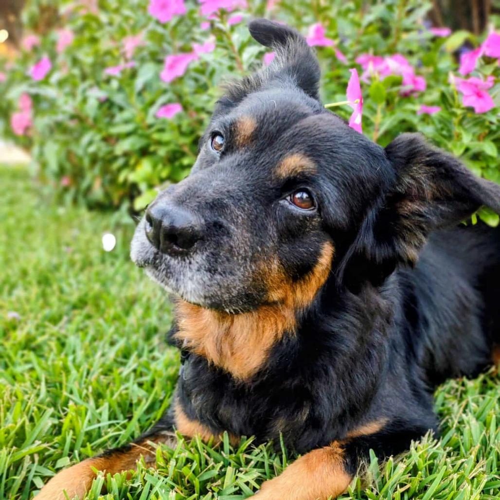 Maggie, a Adoptable mixed breed in Sarasota, FL image 3/6
