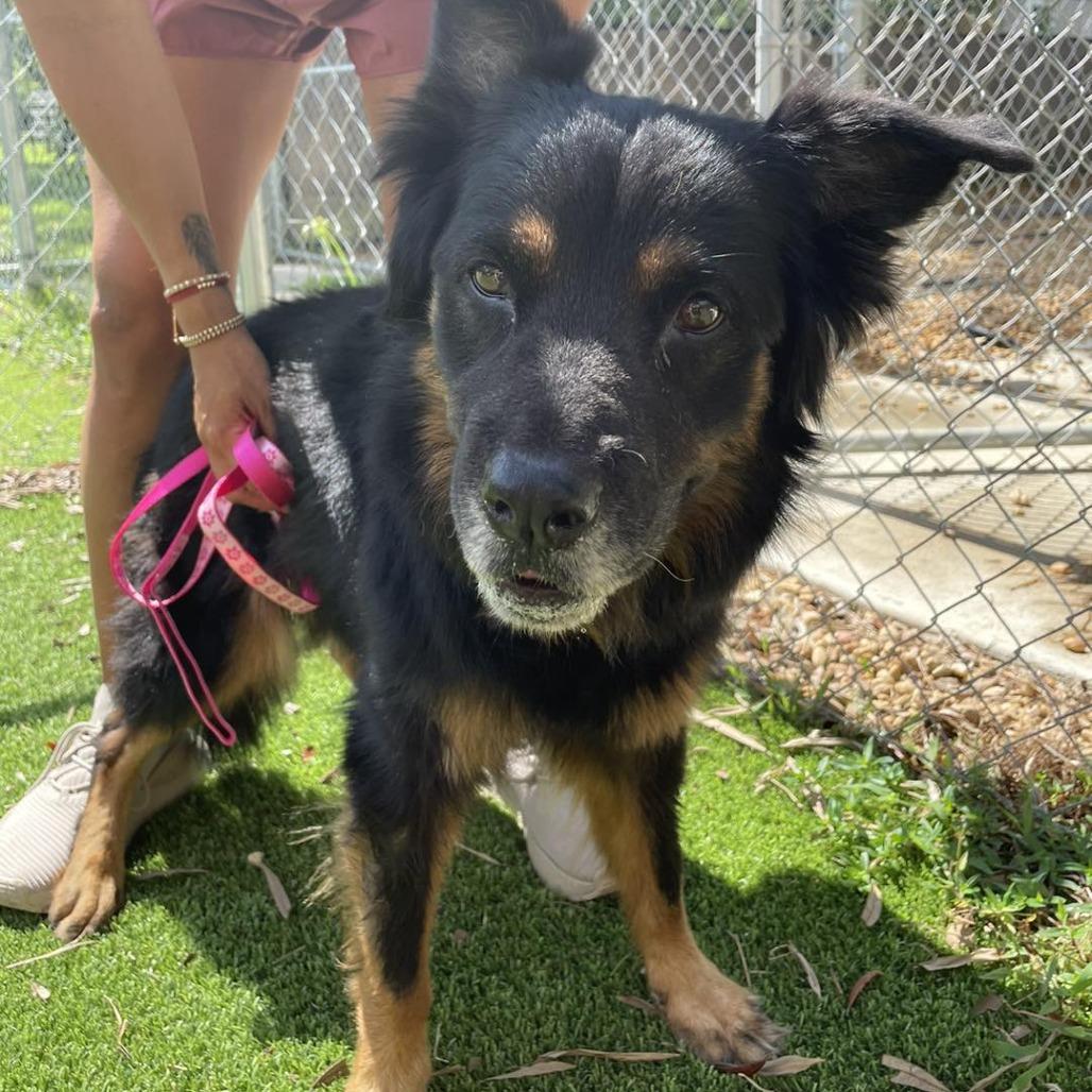 Maggie, a Adoptable mixed breed in Sarasota, FL image 4/6