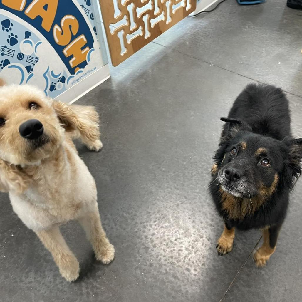 Maggie, a Adoptable mixed breed in Sarasota, FL image 5/6